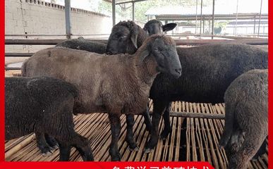 烏骨羊 珍稀家畜的飼養(yǎng)與管理