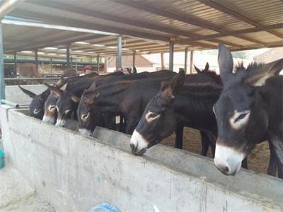 福建南平西門塔爾牛養(yǎng)殖基地推薦與肉類供應