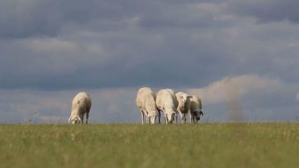 草原上的黨課 內(nèi)蒙古“聽黨話、感黨恩、跟黨走”宣傳教育走進(jìn)鄂溫克家畜飼養(yǎng)一線